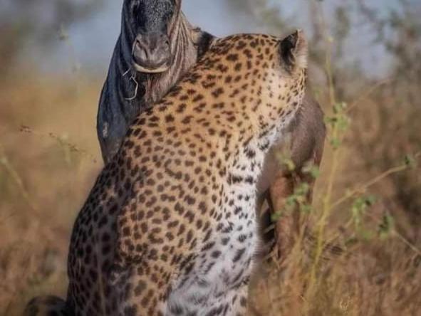 مبيت وإفطار Sekenani Maasai Mara Safari Camp In Kenya المظهر الخارجي الصورة