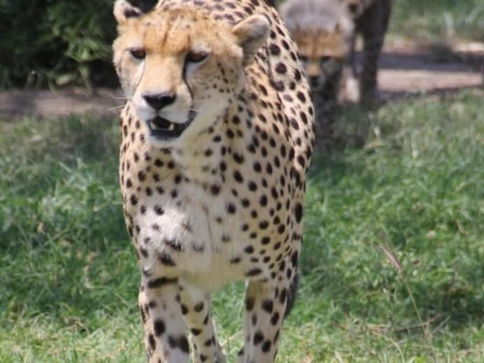 مبيت وإفطار Sekenani Maasai Mara Safari Camp In Kenya المظهر الخارجي الصورة