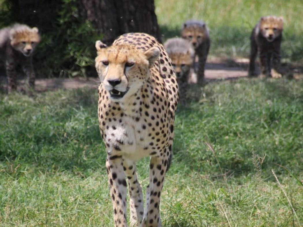 مبيت وإفطار Sekenani Maasai Mara Safari Camp In Kenya المظهر الخارجي الصورة