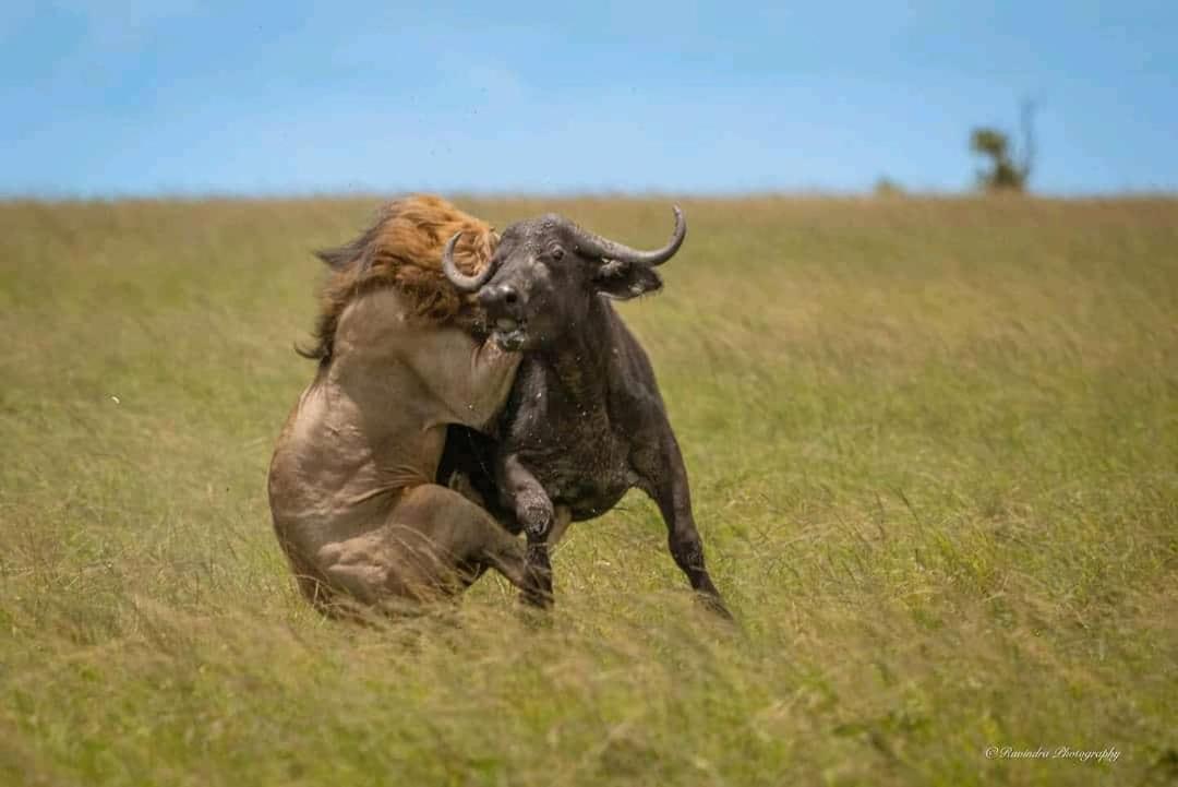 مبيت وإفطار Sekenani Maasai Mara Safari Camp In Kenya المظهر الخارجي الصورة
